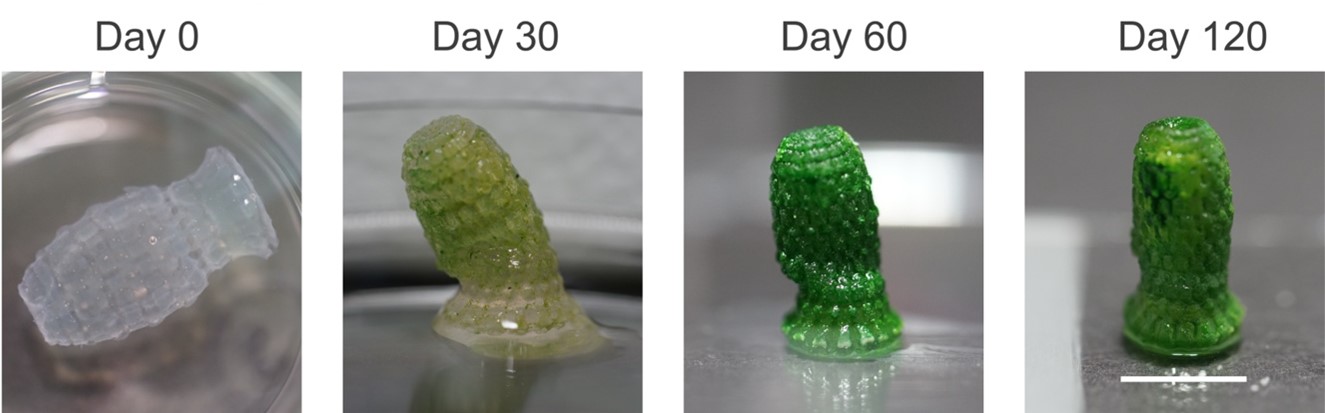 Design of Microbe-laden Materials for 3D Printing 
