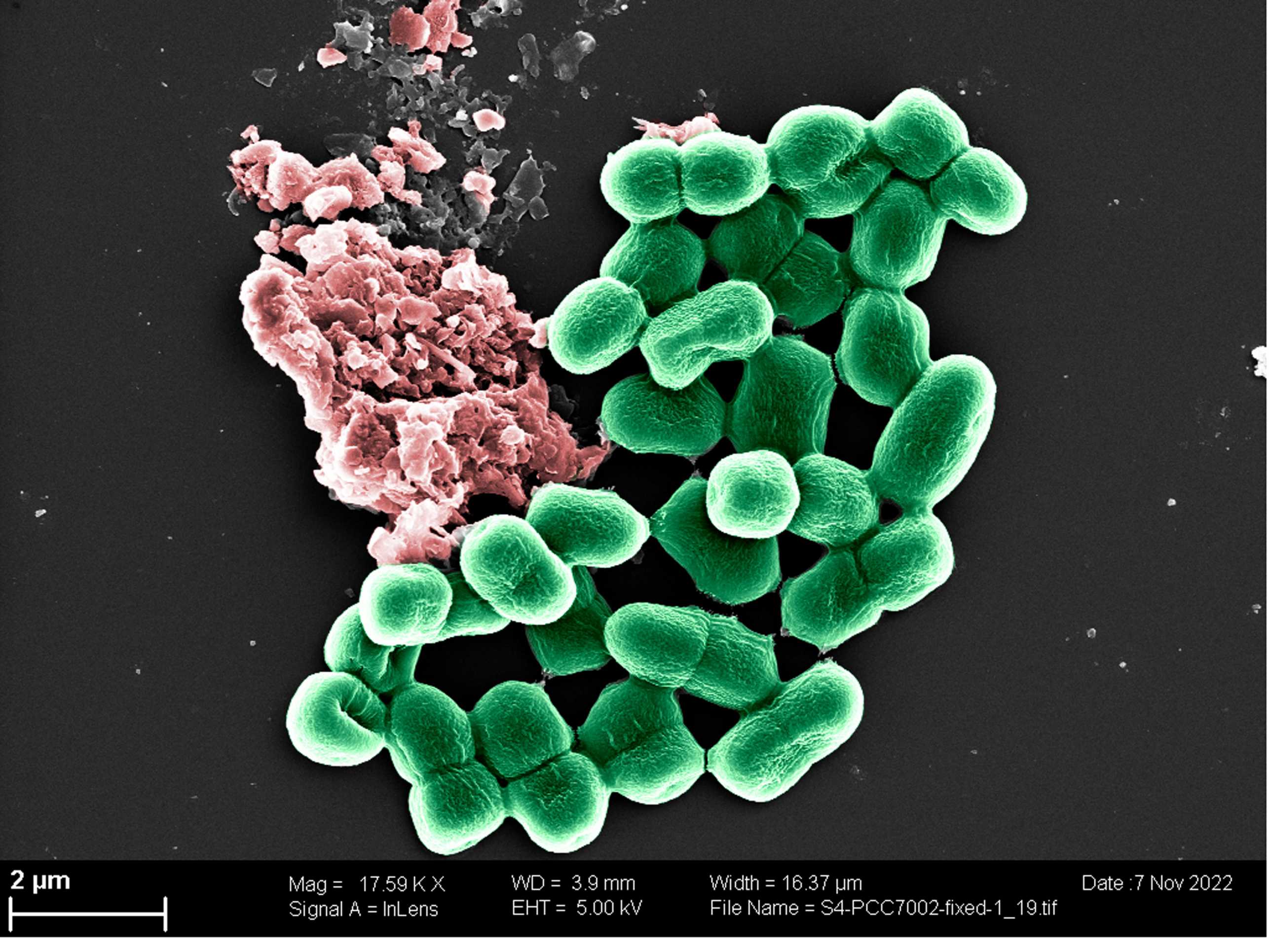 Microorganisms for carbon capture in buildings