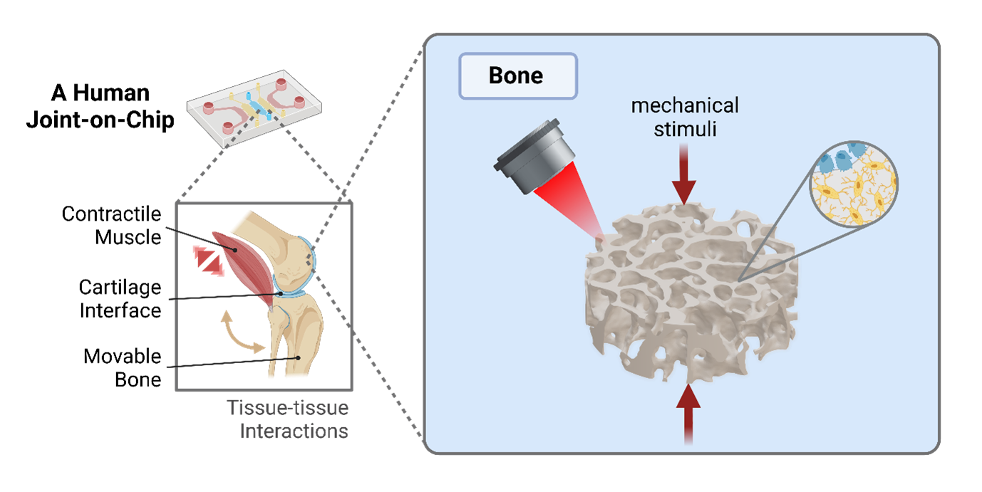 3D Microprinted Bones for an Actuated Joint-on-Chip Model