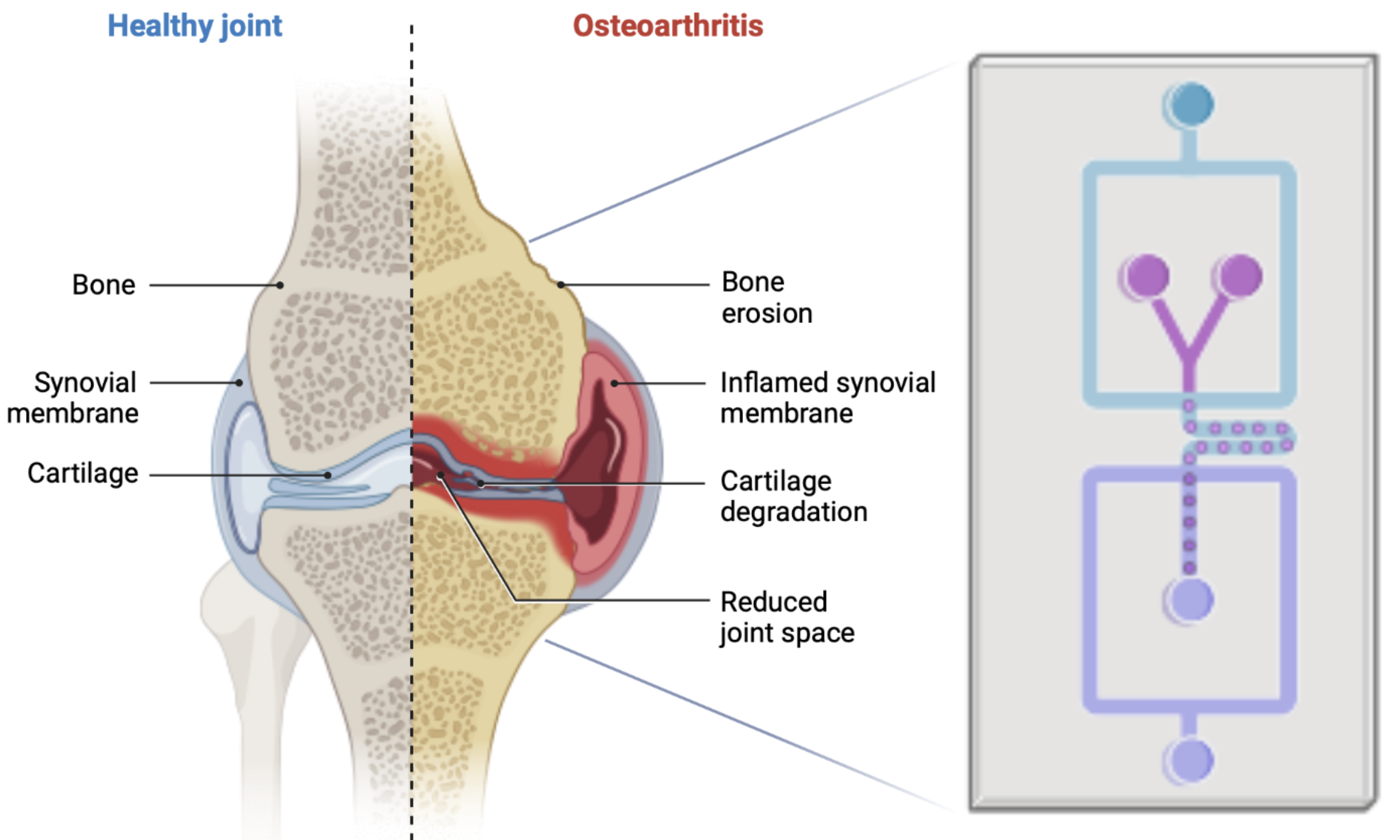 Development of an Actuated Human-Engineered Cartilage-on-Chip Model for Investigating Joint development and Osteoarthritis Pathophysiology