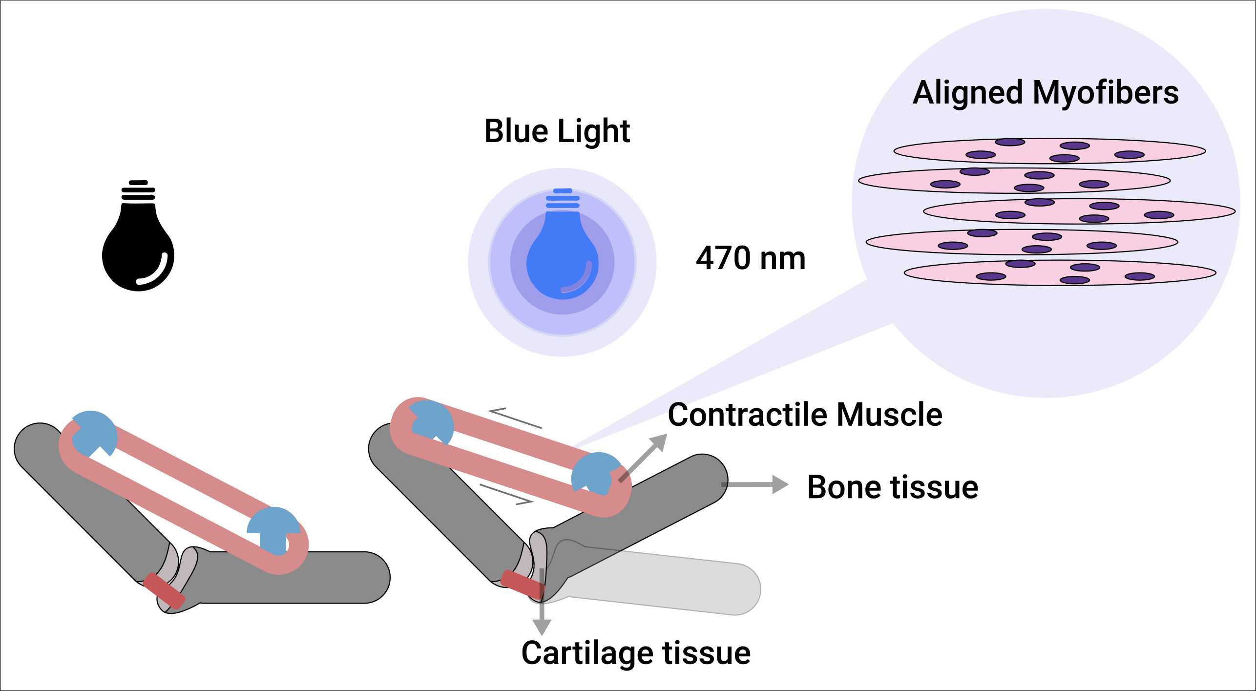Developing Optically-​Driven Contractile 3D Human Skeletal Muscle Bioconstruct for an Actuated Joint-​on-chip System